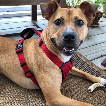 Entry image for Beau. Clicking this image will show a larger photo