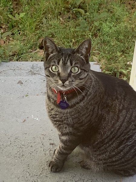 Entry image for Shadow . Clicking this image will show a larger photo