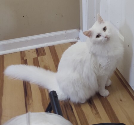 Entry image for Snowball. Clicking this image will show a larger photo