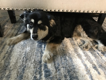 Entry image for Abby. Clicking this image will show a larger photo