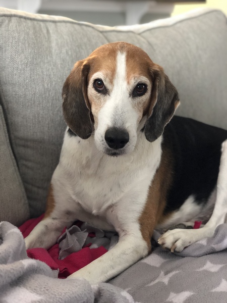 Entry image for Boomer. Clicking this image will show a larger photo