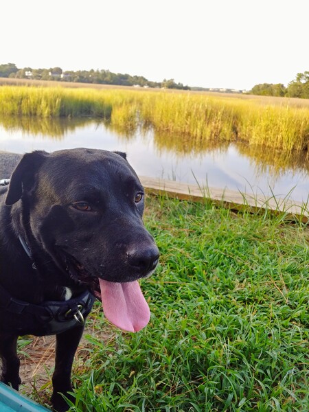 Entry image for Leo. Clicking this image will show a larger photo