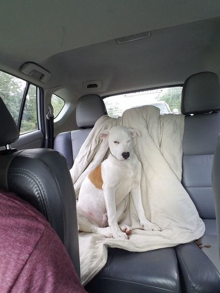 Entry image for Finnigan (aka Finn). Clicking this image will show a larger photo