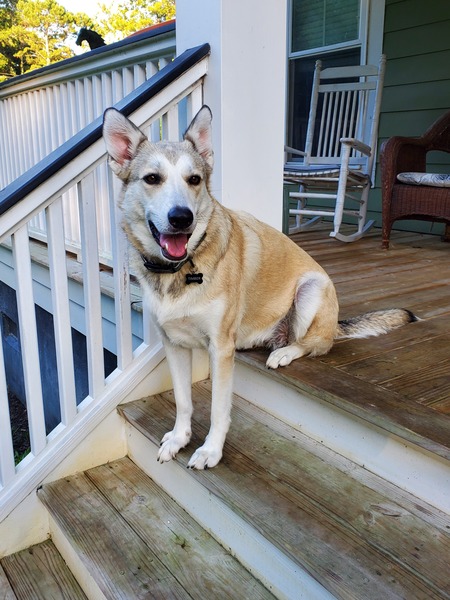 Entry image for Timber. Clicking this image will show a larger photo