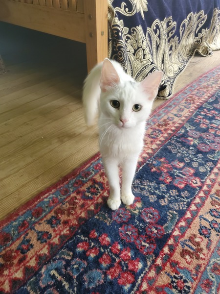 Entry image for Ghost. Clicking this image will show a larger photo