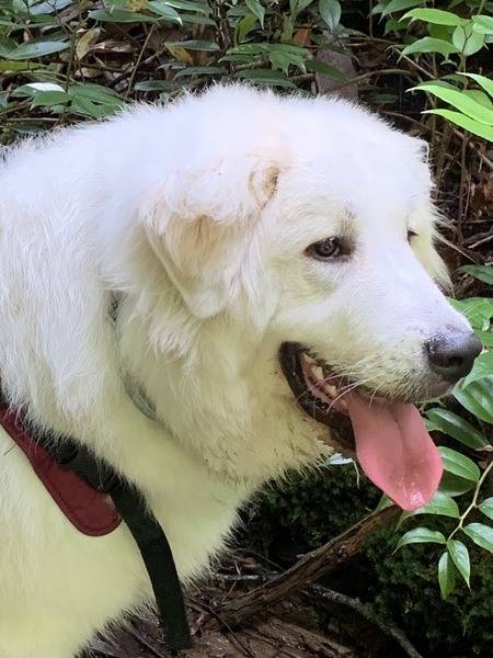 Entry image for Bocephus . Clicking this image will show a larger photo