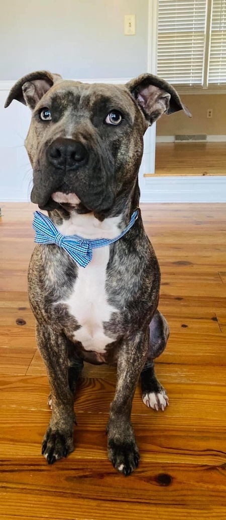 Entry image for Beaux . Clicking this image will show a larger photo