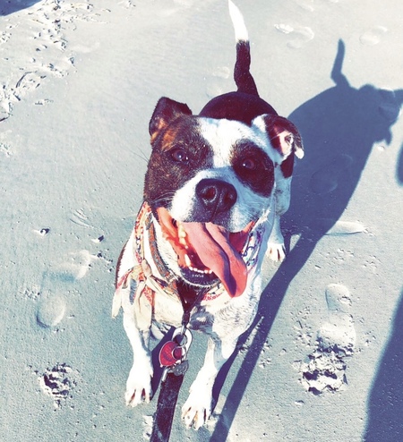 Entry image for Gypsy . Clicking this image will show a larger photo