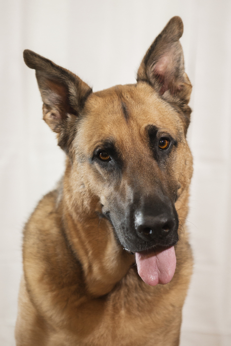 Entry image for Sadie. Clicking this image will show a larger photo