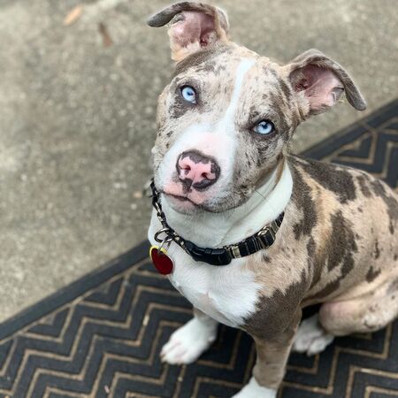 Entry image for Nero. Clicking this image will show a larger photo