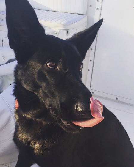 Entry image for Diesel. Clicking this image will show a larger photo