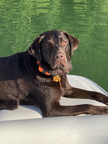 Entry image for Fletcher. Clicking this image will show a larger photo