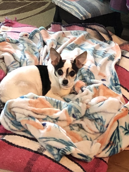 Entry image for Frida. Clicking this image will show a larger photo