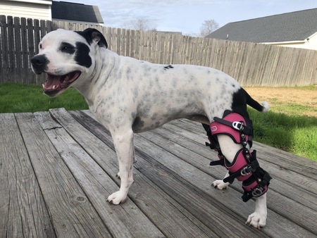 Entry image for Caddin (pronounced Kay-den). Clicking this image will show a larger photo