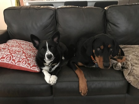 Entry image for Freedom and Jasper. Clicking this image will show a larger photo