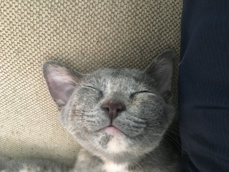 Entry image for Minnow. Clicking this image will show a larger photo