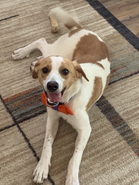 Entry image for Winston. Clicking this image will show a larger photo