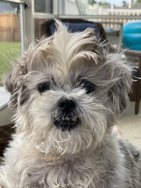 Entry image for Gus. Clicking this image will show a larger photo