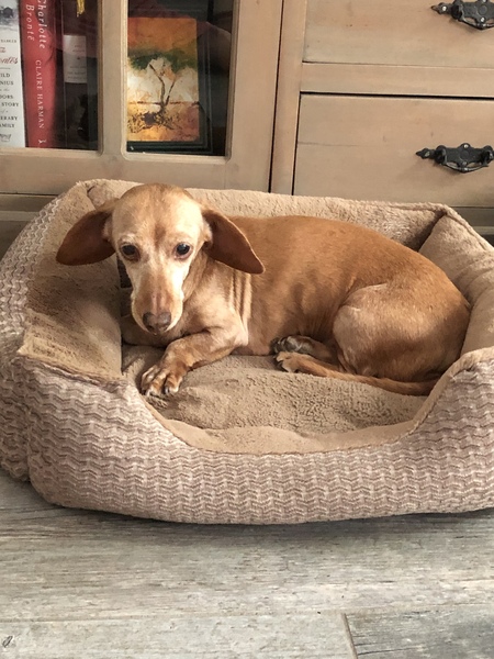 Entry image for Pinky. Clicking this image will show a larger photo