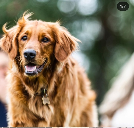 Entry image for Rusty. Clicking this image will show a larger photo