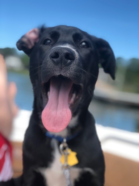 Entry image for Hudson. Clicking this image will show a larger photo