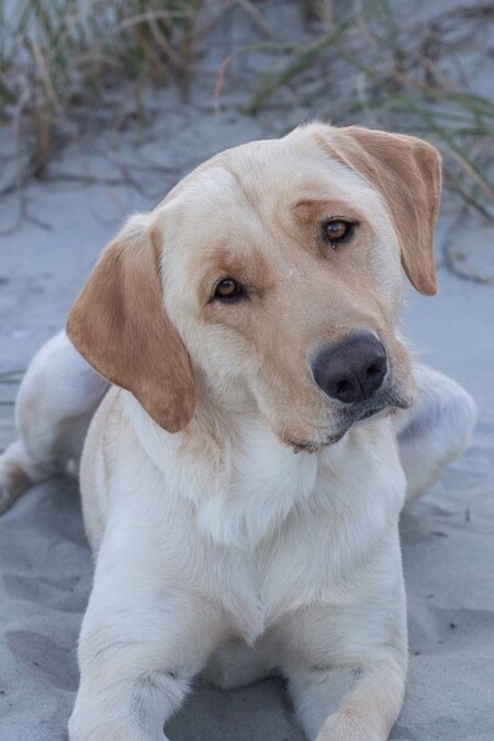 Entry image for Cooper. Clicking this image will show a larger photo