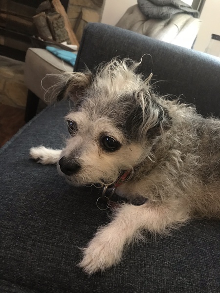 Entry image for Gidget. Clicking this image will show a larger photo