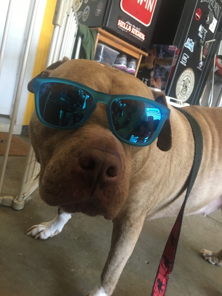 Entry image for Dex. Clicking this image will show a larger photo