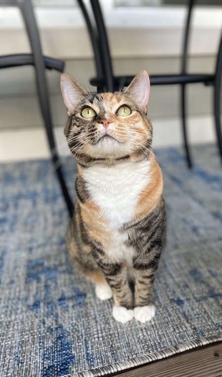 Entry image for Luna. Clicking this image will show a larger photo