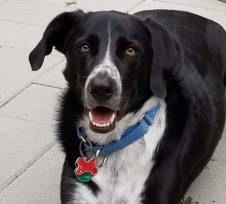 Entry image for Buddy. Clicking this image will show a larger photo