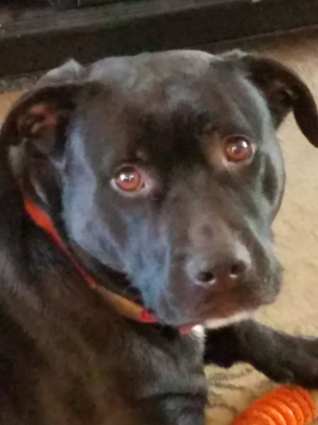 Entry image for Wall-E. Clicking this image will show a larger photo