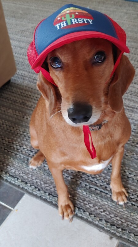 Entry image for Duckie. Clicking this image will show a larger photo