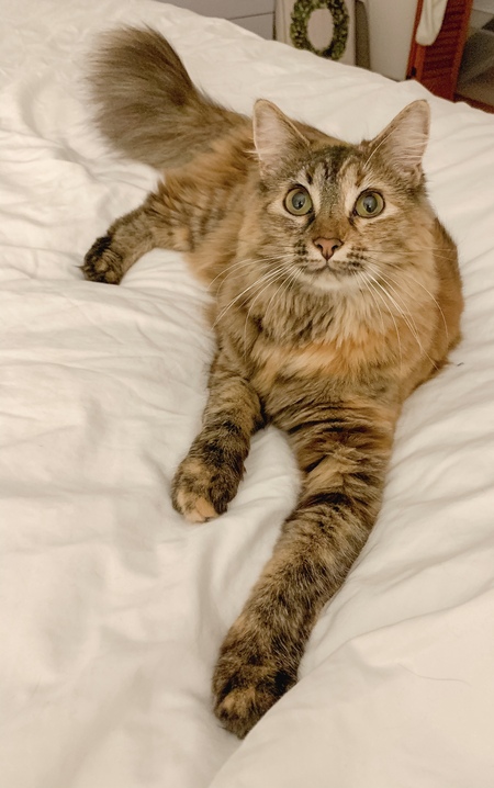 Entry image for Sansa. Clicking this image will show a larger photo