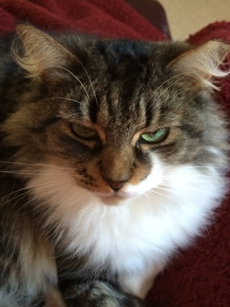 Entry image for Mona. Clicking this image will show a larger photo