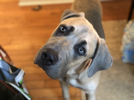 Entry image for Maddux. Clicking this image will show a larger photo