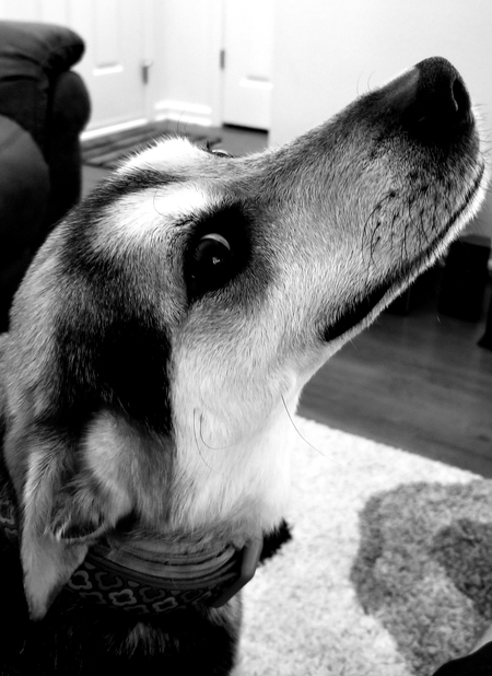 Entry image for Yoda. Clicking this image will show a larger photo