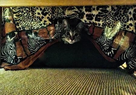 Entry image for Stella. Clicking this image will show a larger photo