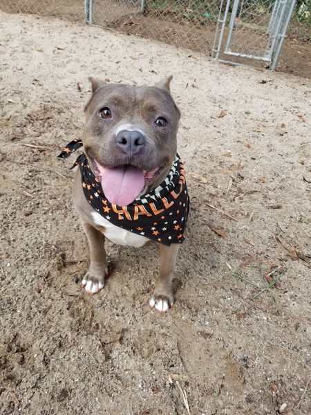 Entry image for Zinnia . Clicking this image will show a larger photo