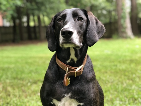 Entry image for Stella. Clicking this image will show a larger photo