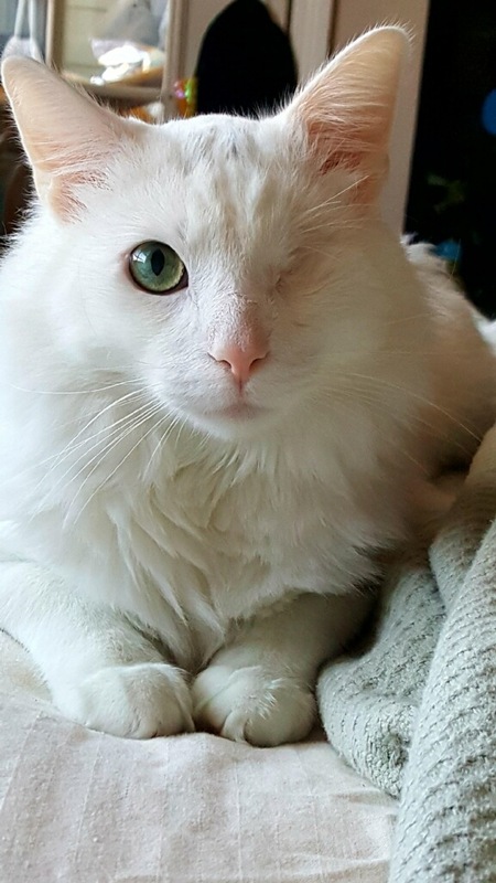 Entry image for One-Eyed Jack. Clicking this image will show a larger photo