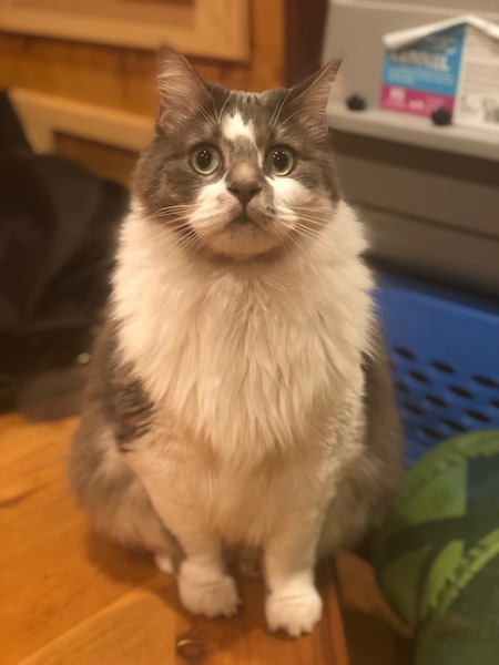 Entry image for Gizmo. Clicking this image will show a larger photo