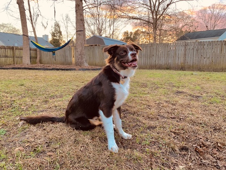 Entry image for Nala. Clicking this image will show a larger photo