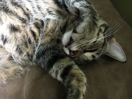 Entry image for Street Cat. Clicking this image will show a larger photo