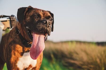 Entry image for Aries. Clicking this image will show a larger photo