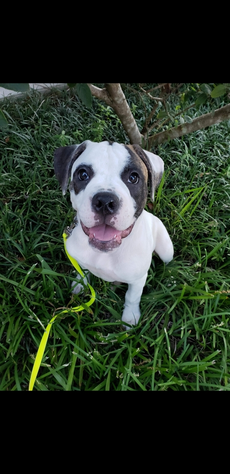 Entry image for Lady Stella Rose. Clicking this image will show a larger photo