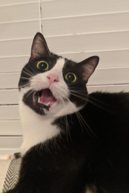 Entry image for Maggie. Clicking this image will show a larger photo