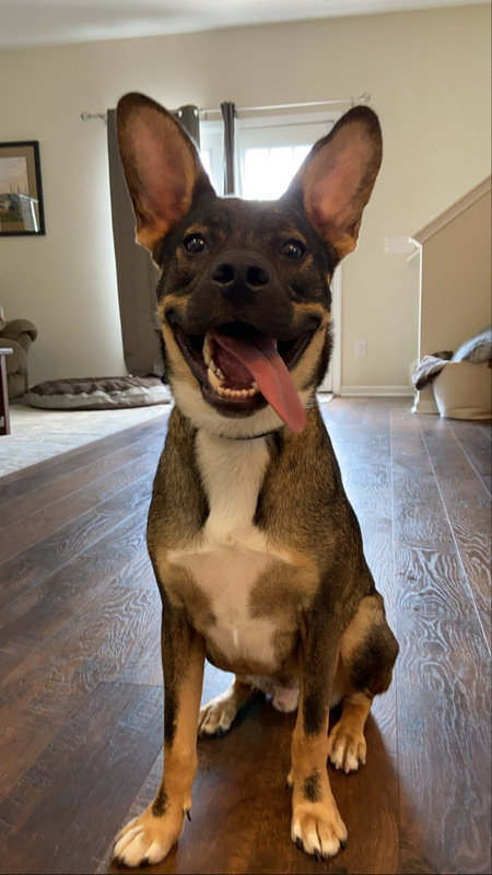 Entry image for Ryder. Clicking this image will show a larger photo