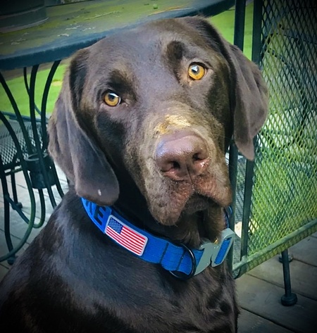 Entry image for Duke . Clicking this image will show a larger photo