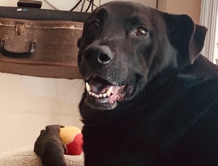 Entry image for Chumlee. Clicking this image will show a larger photo