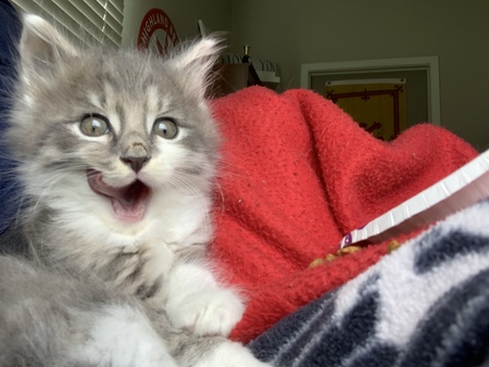 Entry image for Charlie. Clicking this image will show a larger photo